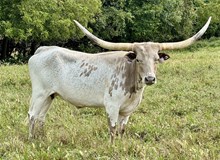 BSR Rocking Good Time