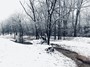 Snow on the Beaver Branch